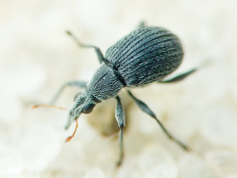 Apionidae Schönherr, 1823